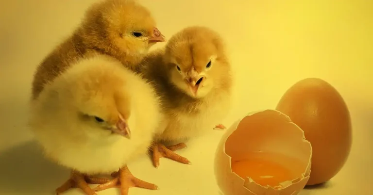 Day Old Chicks Care